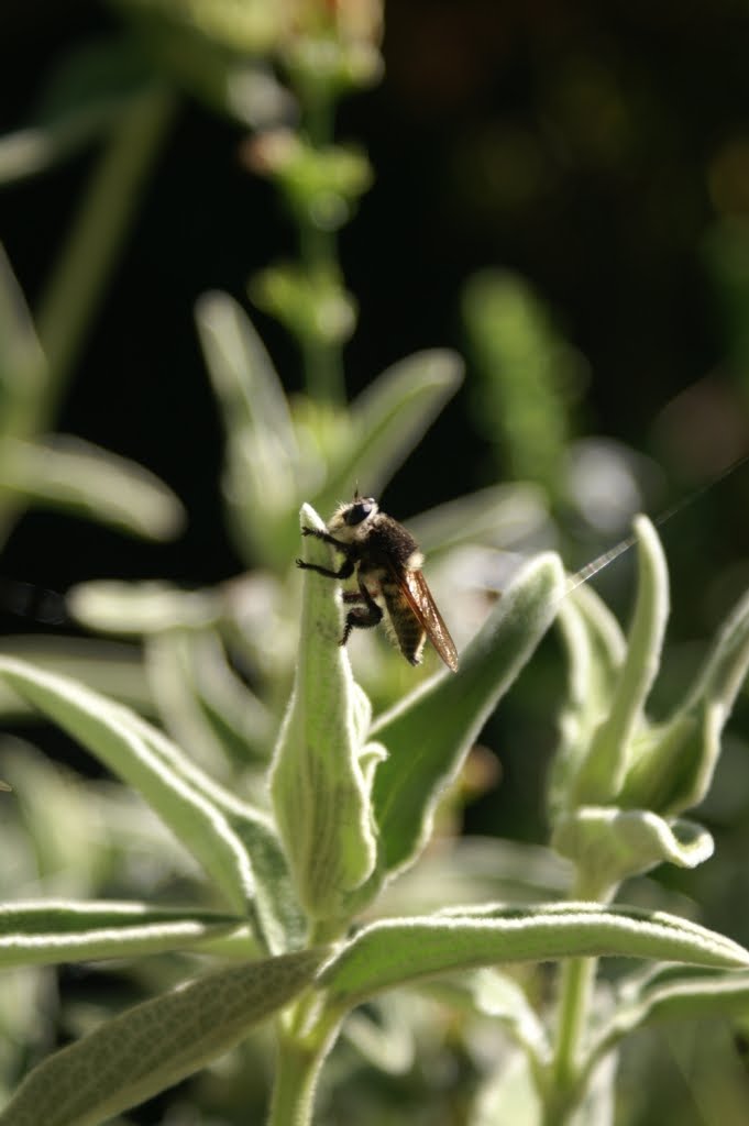 Labels: flies, habitat