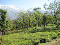 Himachal Palampur tea gardens