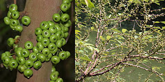 Cemara: Young Fruits On Tree Trunk