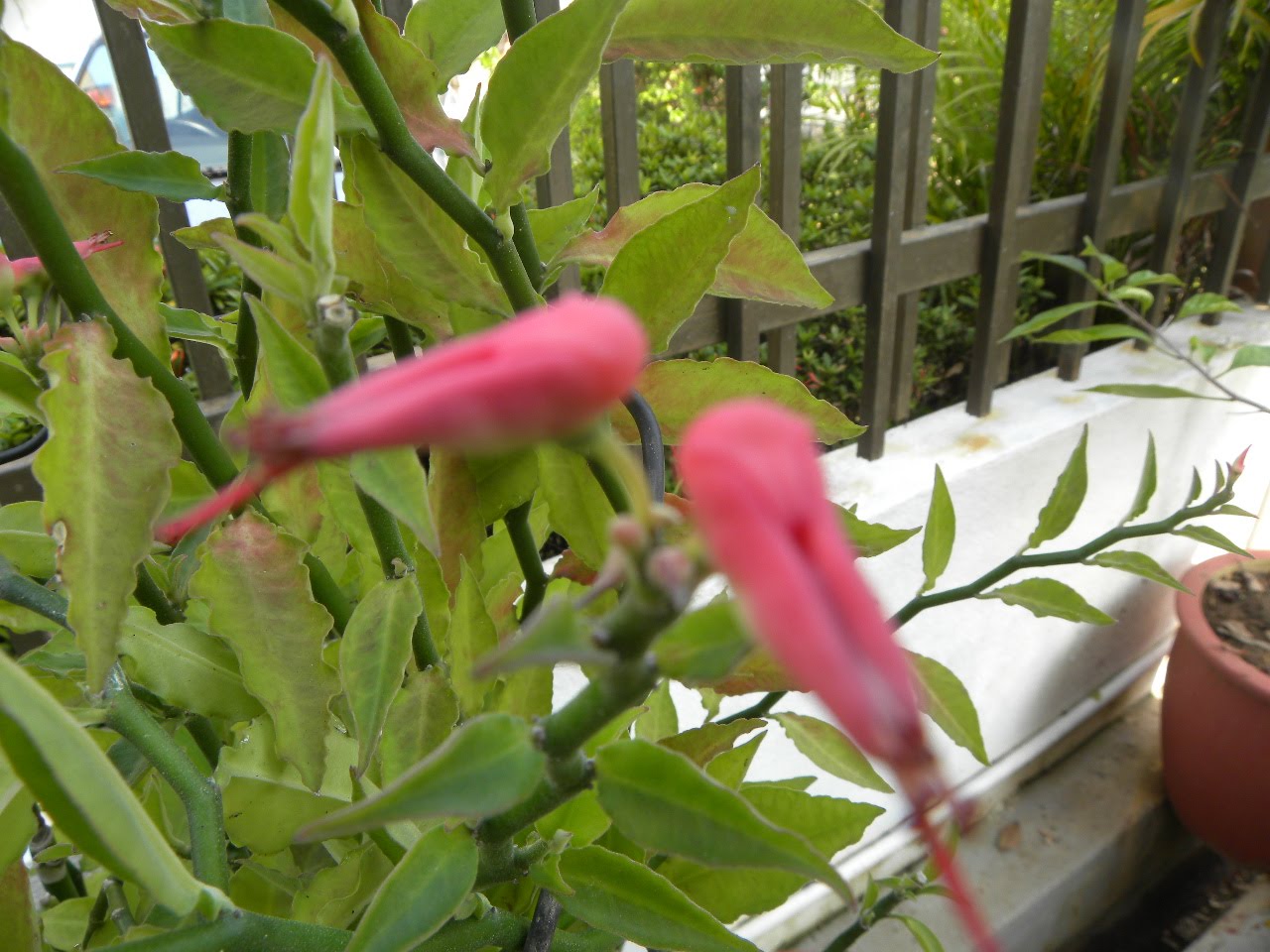 Bird Flower Plant