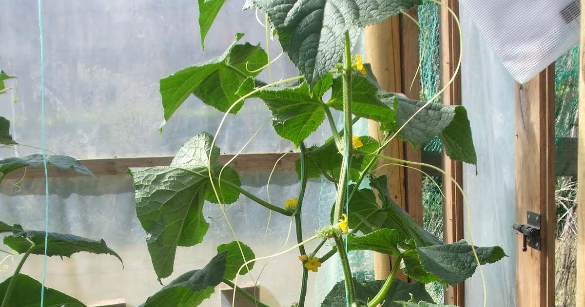 First Aid for wilting Cucumber plants