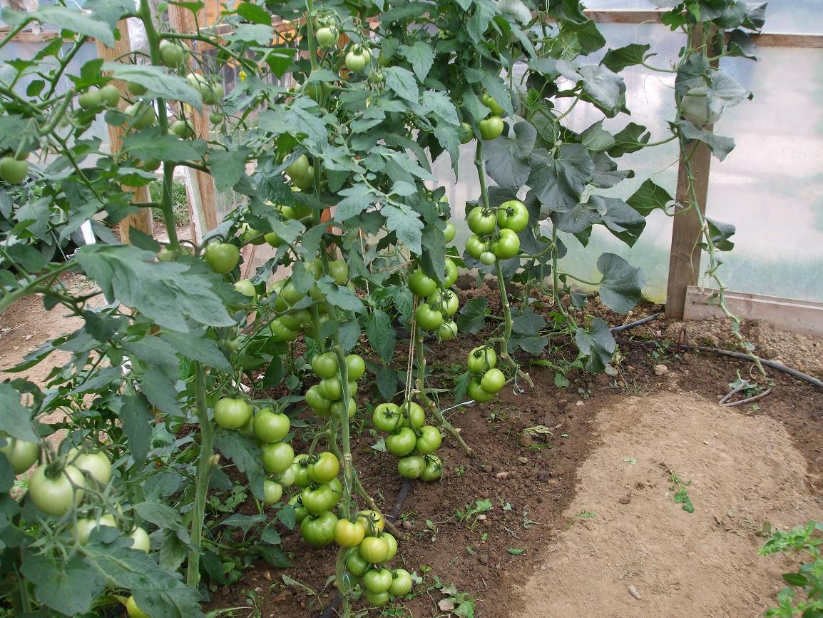Videos outdoor and indoor tomatoes