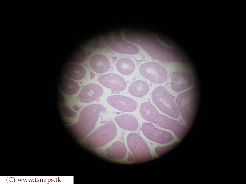 Vybe Beatz Snyth Squad Vst