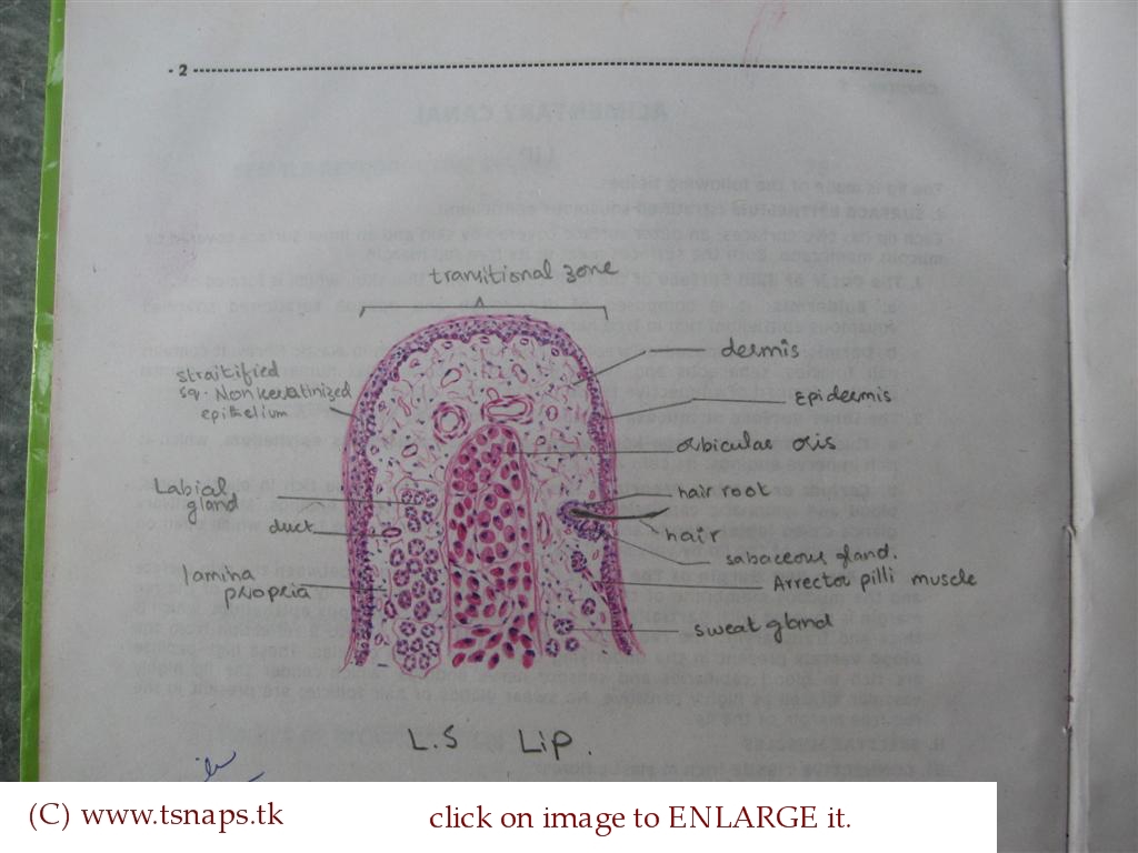 Histology Slides Database histological diagram of lateral section of lip