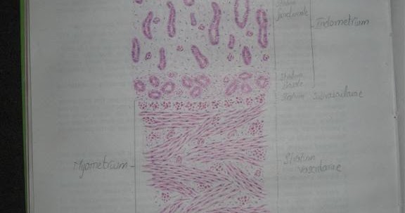 Histology Slides Database: histological diagram of uterus in