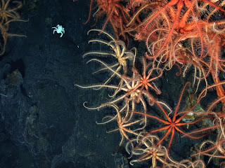 Deep Sea Vents or Hydrothermal Vents