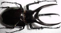 Chalcosoma caucasus