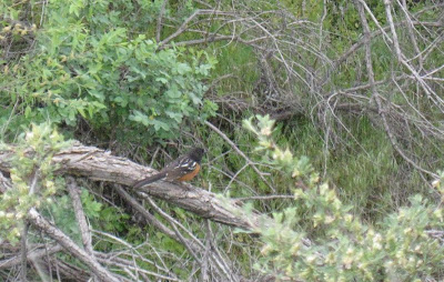 Spotted Towhee Nest