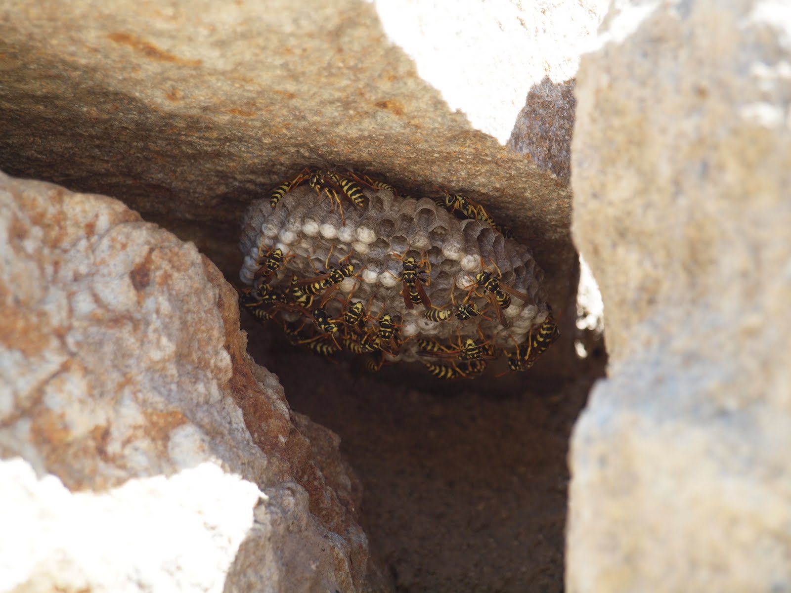 Birding Is Fun! Manmade Habitats for Wildlife