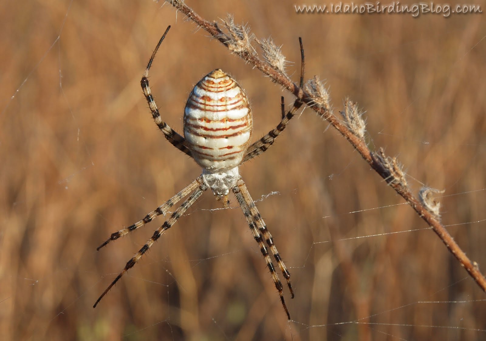 Birding Is Fun!: Photos from an evening nature walk in Idaho