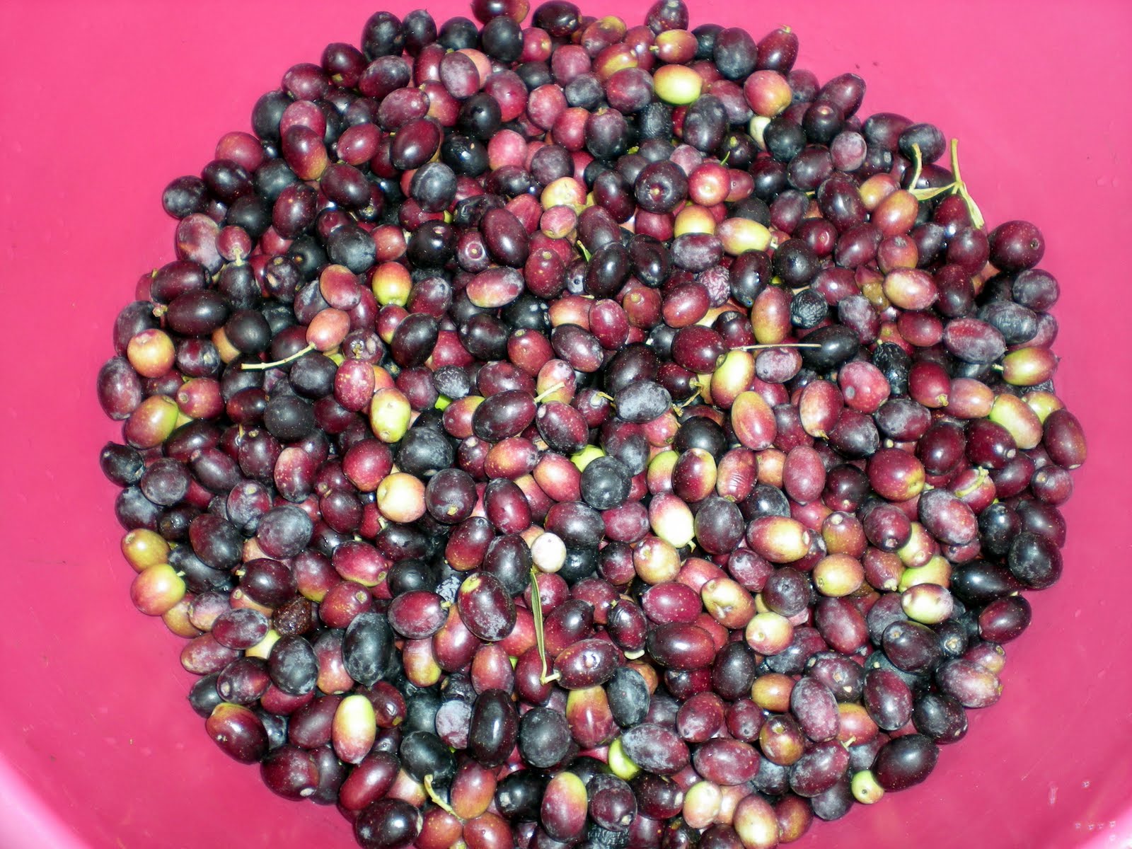 Poesiaula Les olives