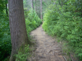 Trillium Gap Trail