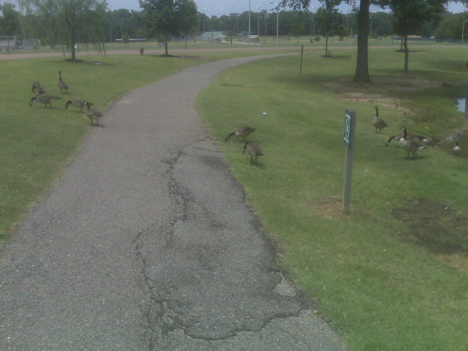 Steve's Hiking Page Olive Branch City Park, Olive Branch, Mississippi