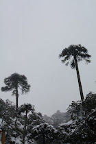 Araucarias de Tolhuaca