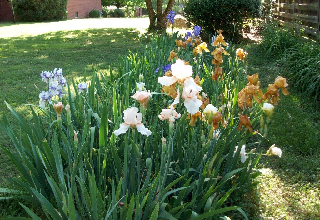 [iris2009.JPG]