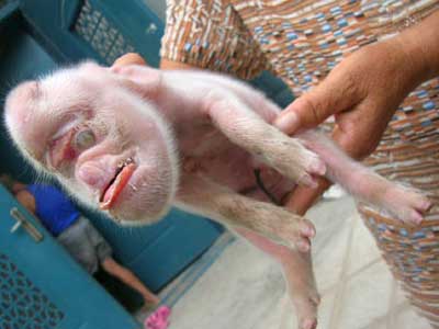 [piglet.jpg]