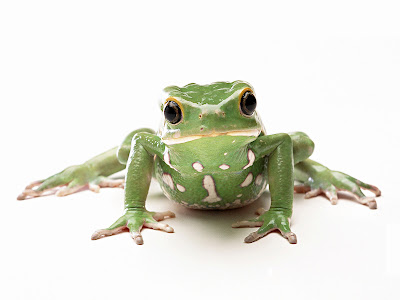 frog wallpaper. Frog HD Wallpapers