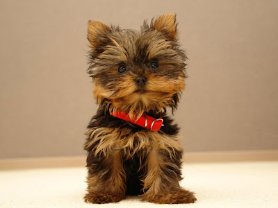 cute puppies wallpaper. Cute Puppy Wallpapers