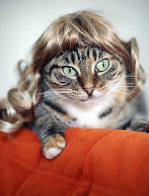 Cats Wearing Wigs