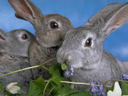 Bunny Rabbit Wallpapers rabbit wallpaper