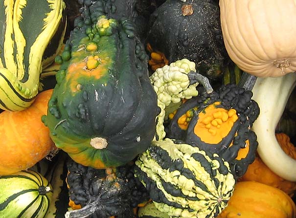 [pumpkins+7.JPG]