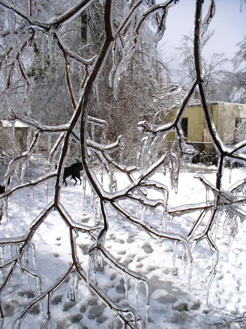 [Frozen+branches.JPG]