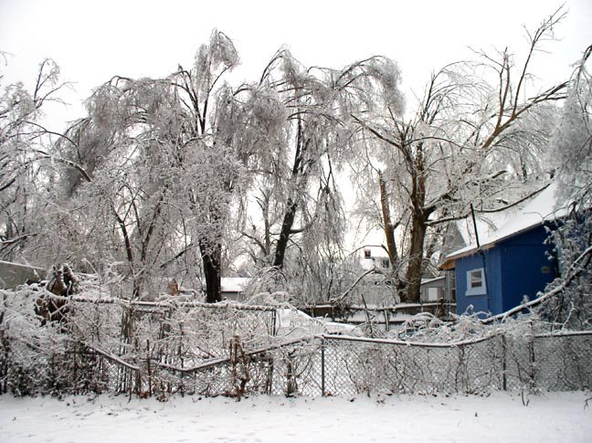 [Neighbor's+broken+trees.JPG]