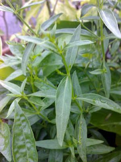 V 1001 Petua Kehidupan Khasiat Pokok Hempedu Bumi