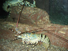Lobster Mutiara