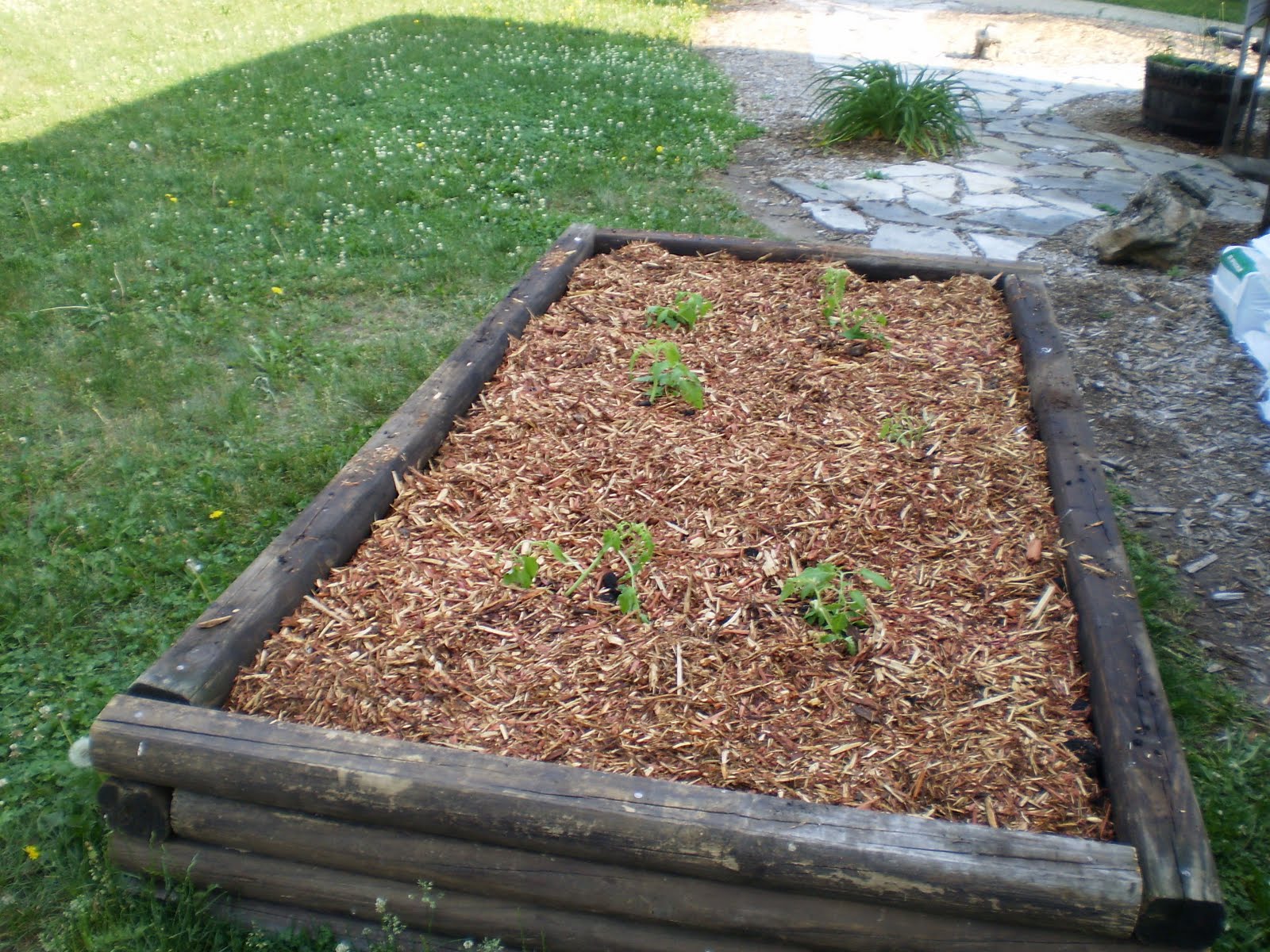 tomato bed