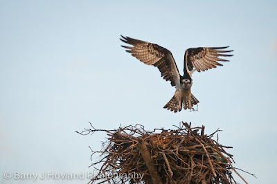 Nesting Florida Osprey