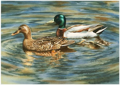 Mallard Swimming