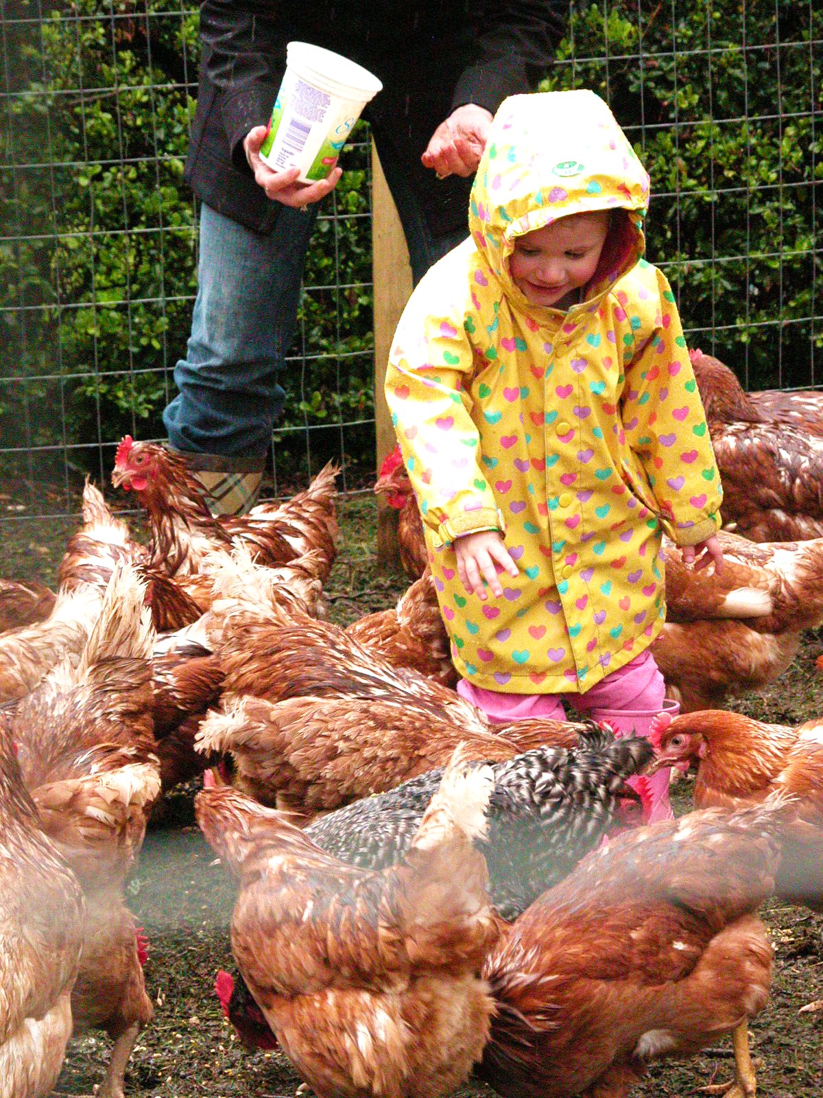 Chickens Give Us Eggs.. | Heather Cameron