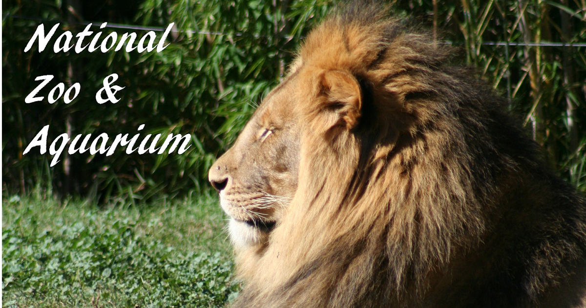 The Baumgartners Visit to Canberra Zoo