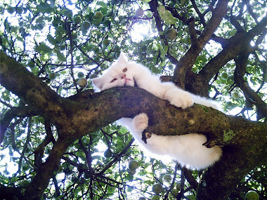 Gato Mingau