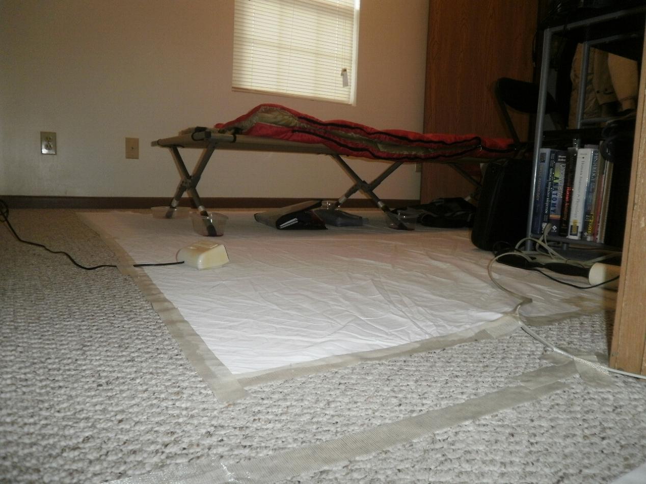 Double Sided Carpet Tape Bed Bugs Carpet Vidalondon