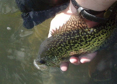 [Image: crappie+release.jpg]