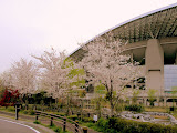 埼玉スタジアムの桜