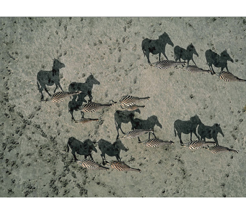 Zebra Shadows