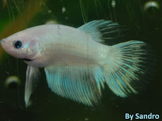 Alevin Betta Splendens Halfmoon X Veltail