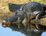 [150px-alligator_enottingham02.jpg]