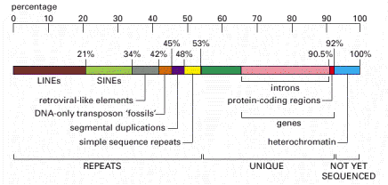 [HumanGenomeContent.gif]