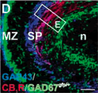 [EndocannRecImmunflourFig1D.gif]