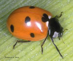 [150px-SevenSpottedLadybirdBeetle.jpg]