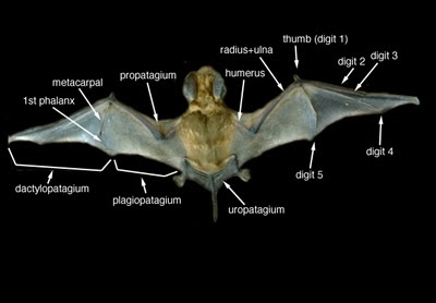 Quintessence of Dust: How the bat got its wing