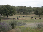 LAS VACAS PASTANDO.