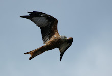 Red Kite, Lintzford Gardens, August 2009