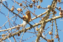 Common Crossbill, Chopwell Wood, January 2010