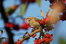 Redwing, Lintzford Gardens, December 2009