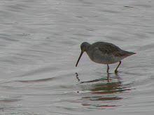 Long-billed Dowticher, Port Carlisle, December 2009